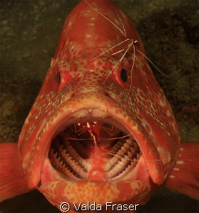 Tomato cod at a cleaning station. by Valda Fraser 
